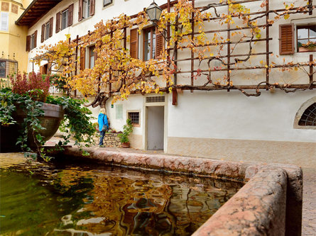 Vecchia vite Magrè sulla Strada del Vino 4 suedtirol.info