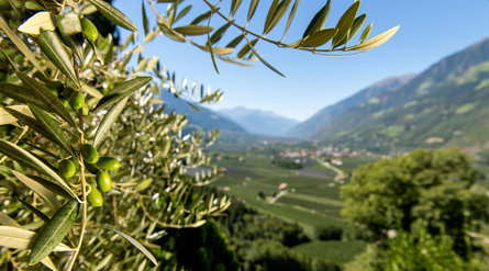 Maso biologico Niedereben Parcines 2 suedtirol.info