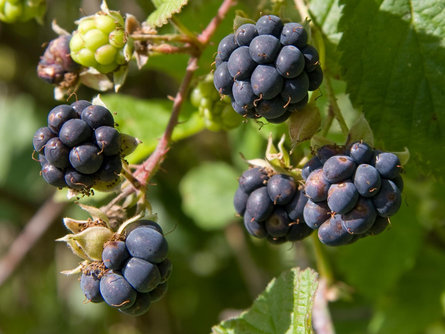 Bramble Prad am Stilfser Joch/Prato allo Stelvio 2 suedtirol.info