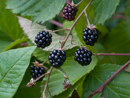 Bramble Prad am Stilfser Joch/Prato allo Stelvio 1 suedtirol.info