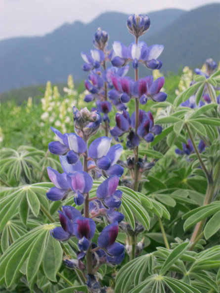 Die blaue Blume von Altrei Altrei 2 suedtirol.info