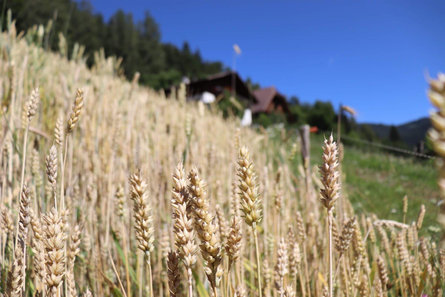 Guggenbräu Jenesien 3 suedtirol.info