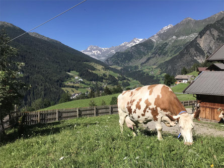 Wegerhof Dairy Moos in Passeier/Moso in Passiria 3 suedtirol.info