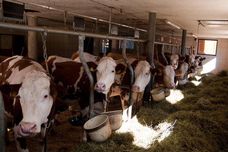 Wegerhof Dairy Moos in Passeier/Moso in Passiria 12 suedtirol.info