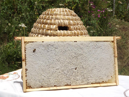 Beekeeping Wieser Erwin Jenesien/San Genesio Atesino 1 suedtirol.info