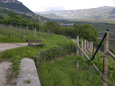 Margreider Leitenweg Margreid an der Weinstraße/Magrè sulla Strada del Vino 1 suedtirol.info