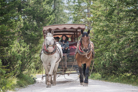 Riding Stables Tschurtschenthlaler Sexten/Sesto 1 suedtirol.info