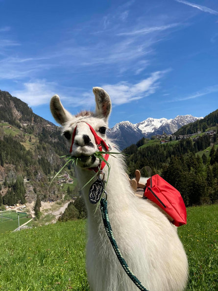 Raichhof - Passeggiate con i lama Moso in Passiria 4 suedtirol.info