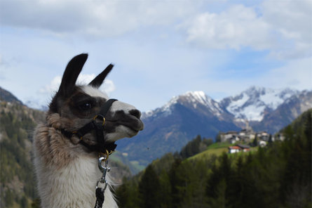 Raichhof - Passeggiate con i lama Moso in Passiria 6 suedtirol.info