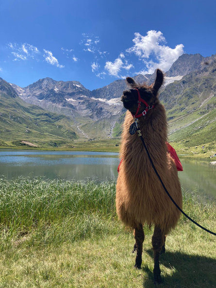 Raichhof - Passeggiate con i lama Moso in Passiria 5 suedtirol.info