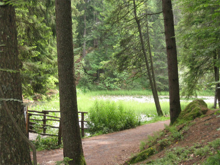 Sulfner Weiher Pond Hafling/Avelengo 2 suedtirol.info