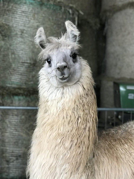 Trekking with Lama and Alpaca Welschnofen/Nova Levante 2 suedtirol.info