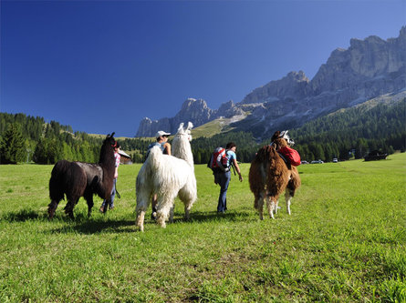 Trekking with Lama and Alpaca Welschnofen/Nova Levante 1 suedtirol.info