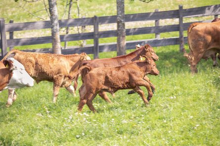 Wieser Rind Vöran/Verano 5 suedtirol.info