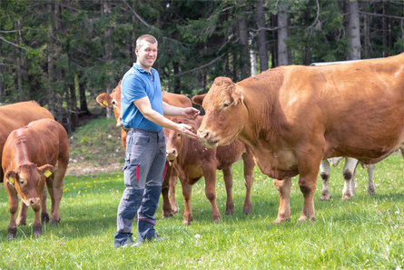 Wieser Rind Vöran/Verano 1 suedtirol.info