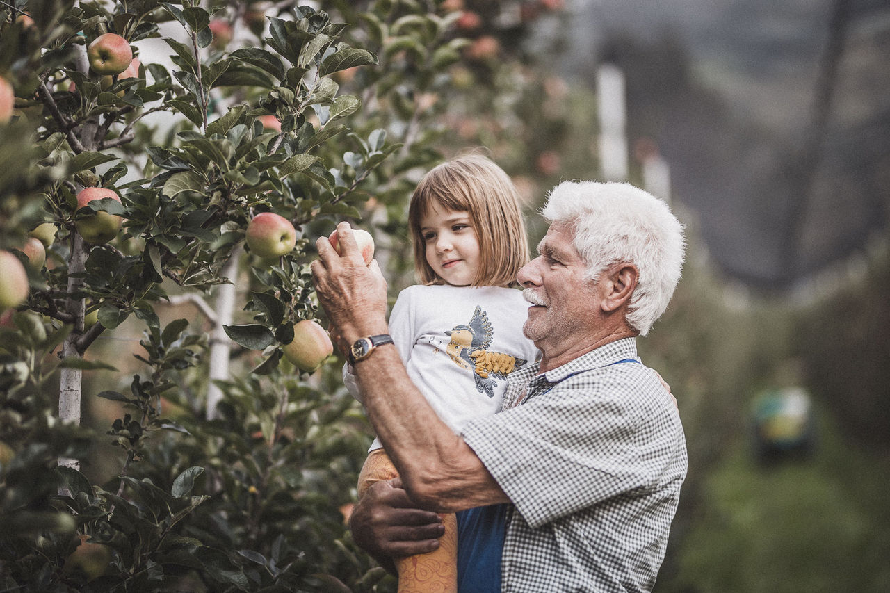 Ein Großvater pflückt für seine Enkelin einen frischen Apfel vom Baum